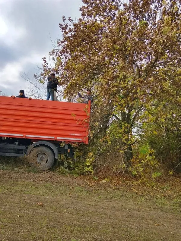 Новотроицкий лесхоз собрал 450 кг семян для восстановления лесов